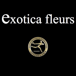 Exotica Fleurs - Un assortiment de bouquets de fleurs fraîches, de plantes et d'articles de décoration dans un espace moderne et esthétique. Livraison rapide à Avignon et dans sa périphérie.